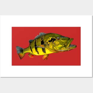 PEACOCK BASS Posters and Art